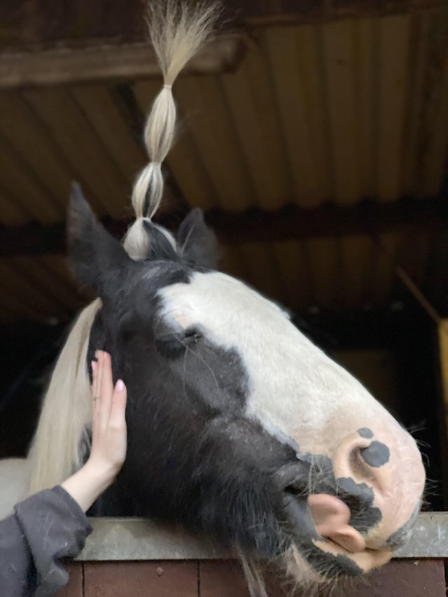 Preview of the first image of CONFIDENT NOVICE / MOTHER/DAUGHTER SHARE / ALLROUNDER.