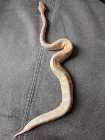 Image 2 of Enchi albino royal python