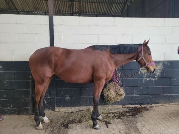 Image 1 of 16.2/3 tb broodmare for sale