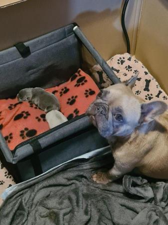 Image 9 of Cute kc french bulldogs ready to leave