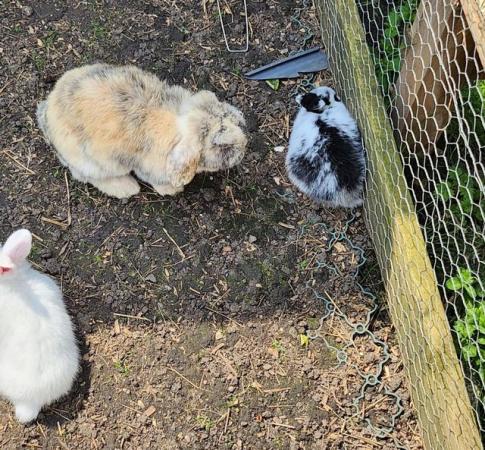 Image 13 of Beautiful and friendly white and black & white bunnies - 3 l
