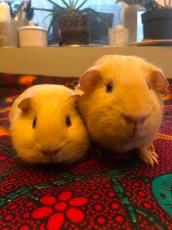 Image 3 of Stunning cream, friendly cute little brothers