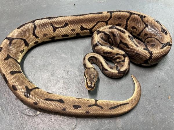 Image 4 of Male Leopard Spider Het Pied Ball Python
