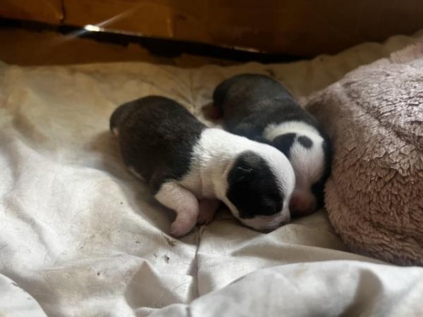 Image 5 of Beautiful Staffordshire Bull Terrier puppies
