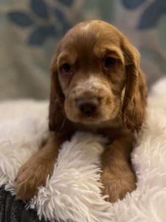 Image 1 of Black cocker spaniel puppy ready for loving home