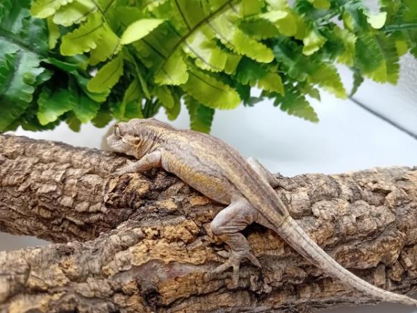 Image 5 of Baby gargoyle gecko for sale!!!