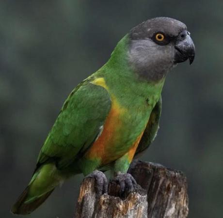 Image 5 of DNA sexed Proven pair Senegal parrots & aluminium set ups