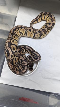 Image 11 of Whole collection of royal pythons for sale