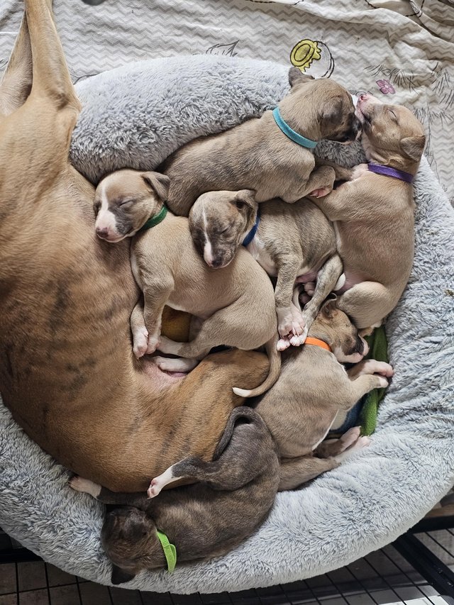 Preview of the first image of Beautiful KC Registered Whippet puppies.