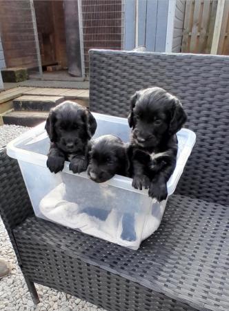 Image 9 of KC Registered Cocker Spaniel Puppies