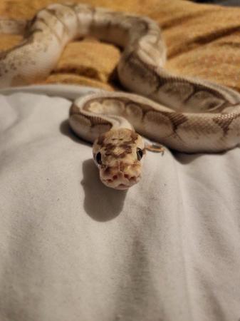 Image 1 of Royal python NO SET UP INCLUDED