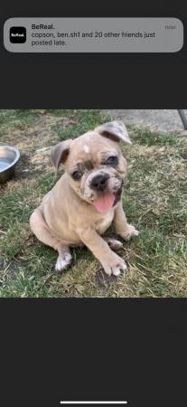 French Bulldog puppies for sale in Gravesend, Kent – 2 years old - Image 4 of 5