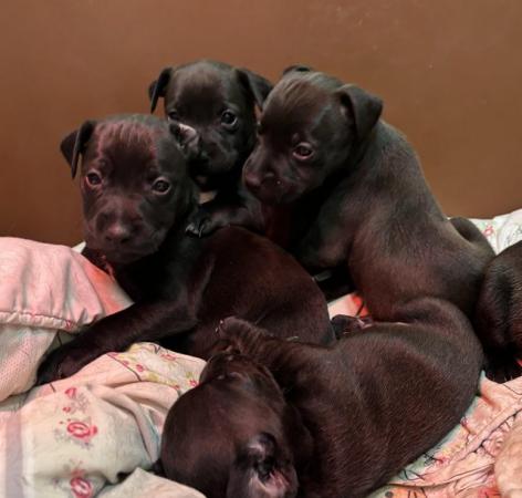 Image 5 of Patterdale pups ready now