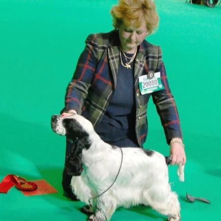 Image 16 of Show Cocker Puppies (KC Registered and fully health tested)