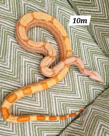 Image 1 of Kahl Sunglow roswell Laddertail boa constrictor 10m