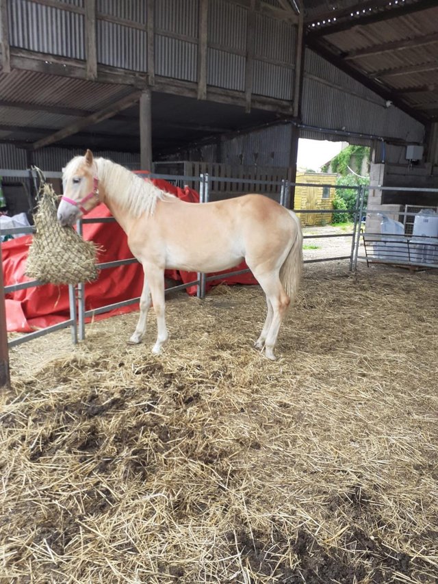Preview of the first image of Pure bred registered haflinger colt.