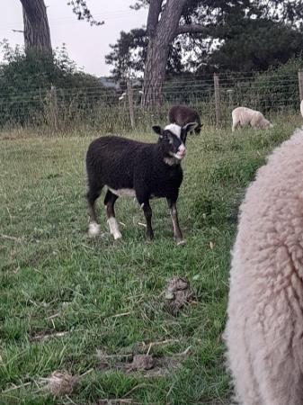 Image 1 of 2 shetland ewe lambs and 1 shetland shearling ewe