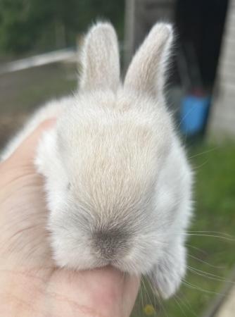 Image 1 of Baby lop earred rabbits