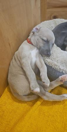 Image 8 of READY TO LEAVE Blue Kc registered whippet pups