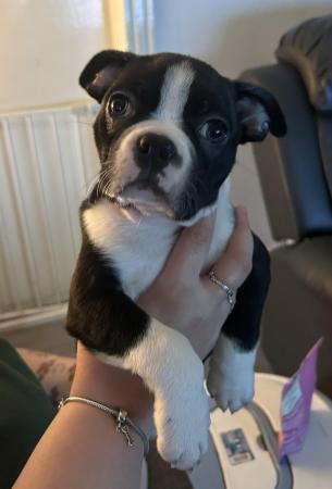Image 2 of Boston Terrier Pup Last Male Ready Friday