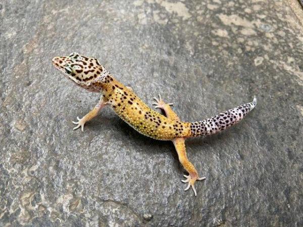 Image 4 of Leopard Geckos at Birmingham Reptiles