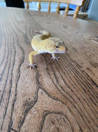 Image 4 of Leopard Gecko- Male, 3 Years Old
