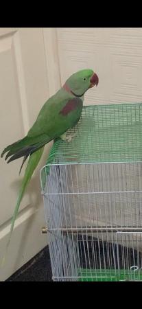 Image 2 of alexandrine parakeet male for sale