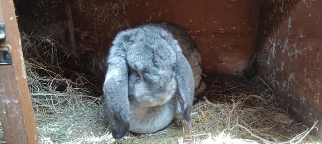 Image 1 of French lop breeding rabbits show type. Two trios chinchilla