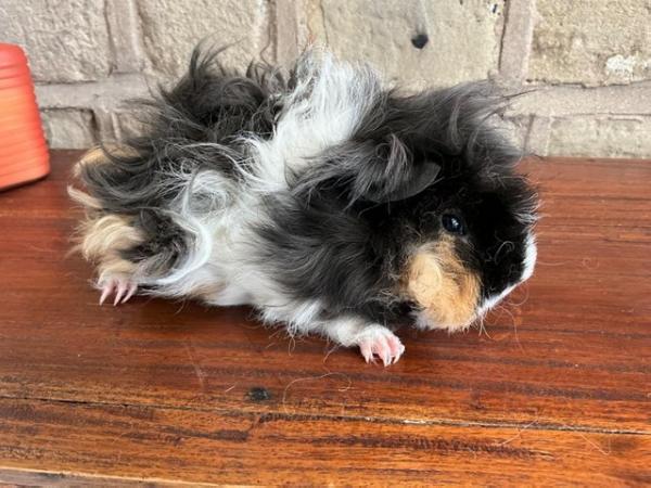 Image 3 of Stunning long curly haired male guinea pig