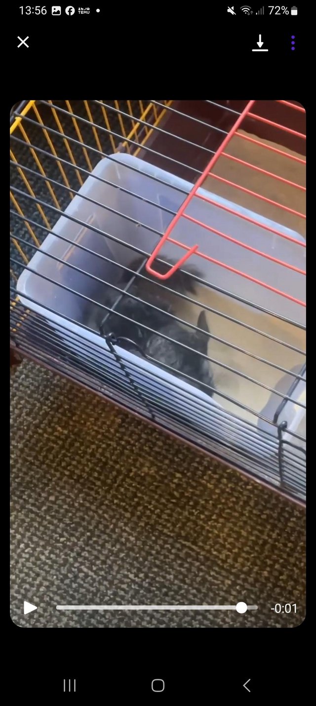 Preview of the first image of 2 beautiful chinchillas for rehoming.