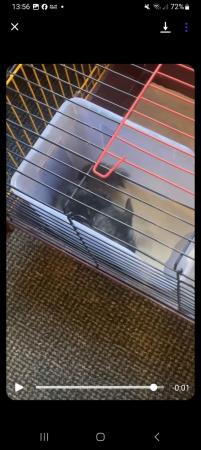 Image 1 of 2 beautiful chinchillas for rehoming