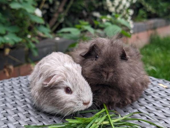 Image 3 of Long haired baby guinea pigs