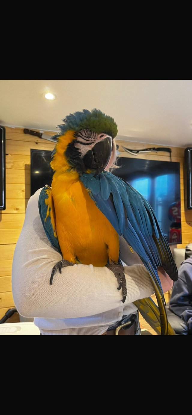 Preview of the first image of Female blue and gold macaw.