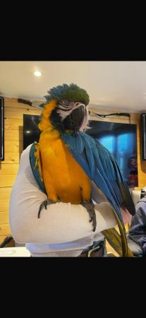 Image 1 of Female blue and gold macaw
