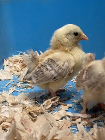 Image 12 of Serama chicks, lots of colours, various ages/prices