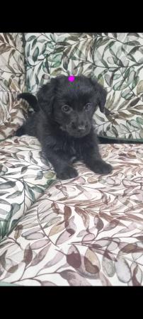 Image 4 of JACKAPOO PUPPIES AVAILABLE
