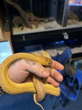 Image 1 of Rat snake with complete set up