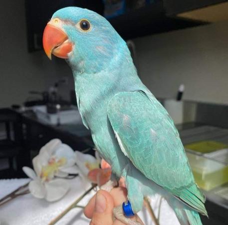 Image 11 of Indian ringneck baby birds available