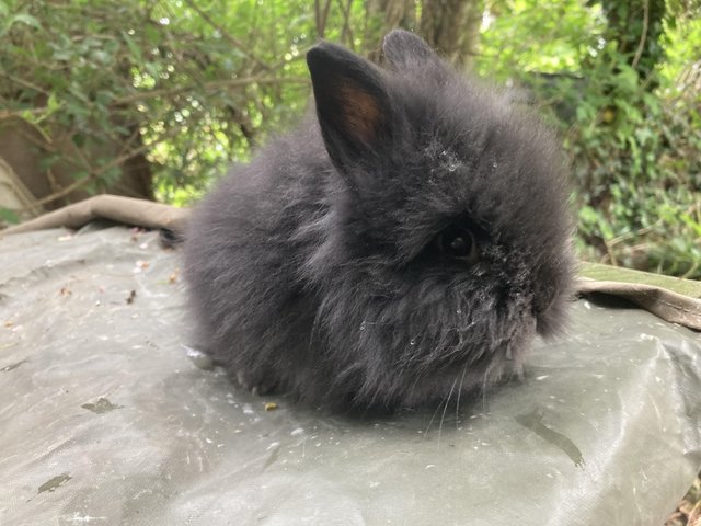 Preview of the first image of 6 stunning baby lionhead bunnies.