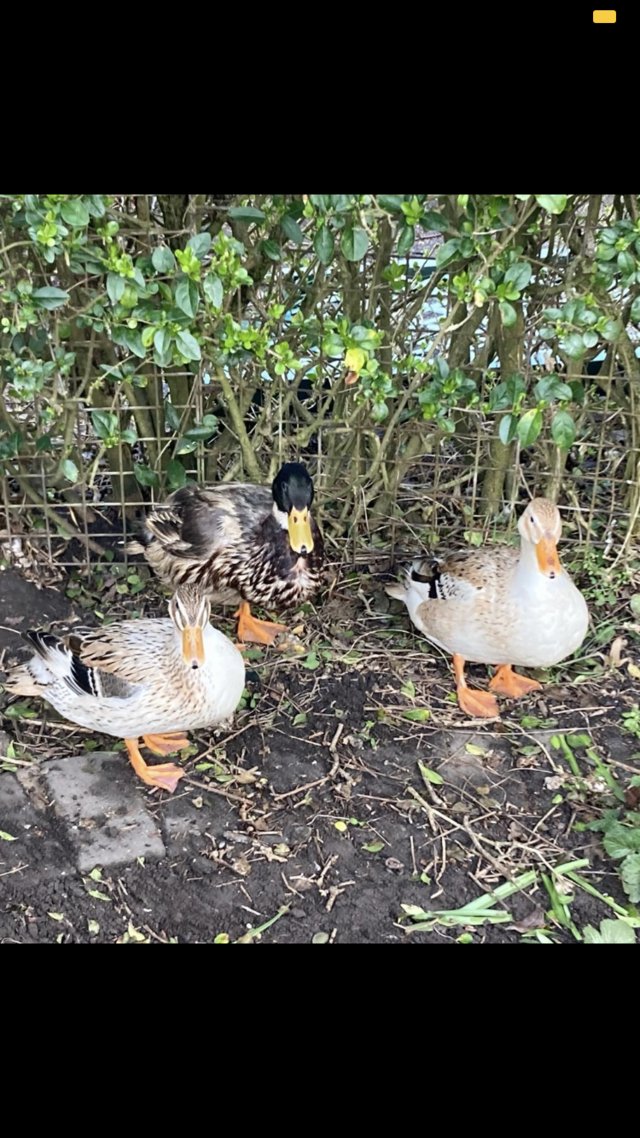 Preview of the first image of Hatched Mini apple yard ducks.