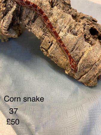 Image 3 of Corn snakes £50 and King snakes £70 mixed sex