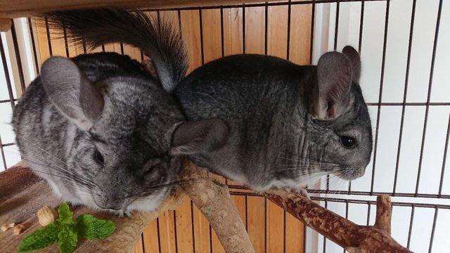 Image 3 of Baby Boys Chinchilla 6 months old