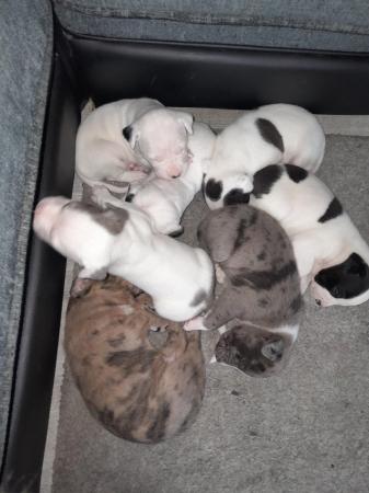 Image 27 of Staffordshire bull terrier puppies