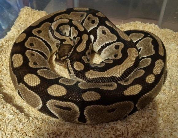 Image 4 of 6yr old ball python female classic het pied