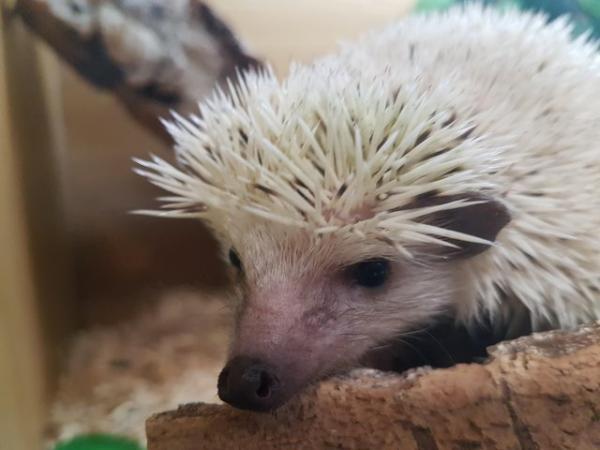 Image 1 of Male African pygmy hedgehogs