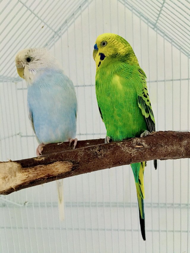 Preview of the first image of Beautiful Bonded Pair of Budgies.