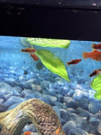 Image 3 of Tropical fish babies for sale