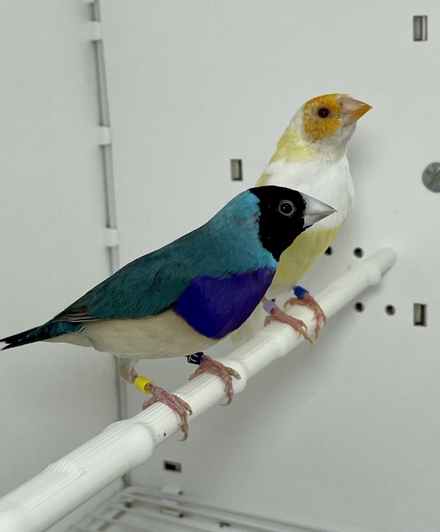Preview of the first image of Beautiful pair of Gouldian finches for sale.