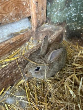 Image 1 of Harlequin X New Zealand Brown Bunny - Unsexed