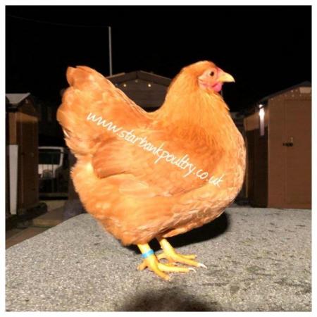 Image 29 of *POULTRY FOR SALE,EGGS,CHICKS,GROWERS,POL PULLETS*